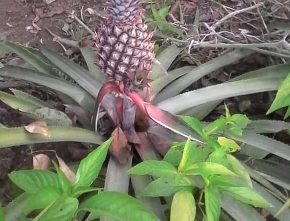 La piña: Reina de las frutas