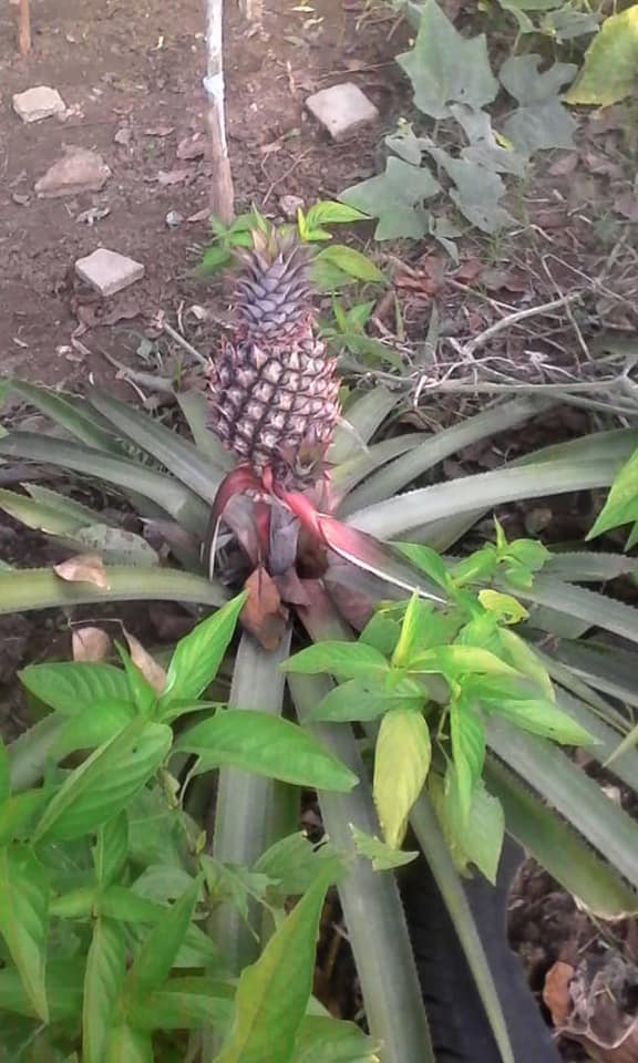 Foto de hoy La reina de las frutas