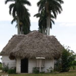 Hilera del palmas del museo campesino de Cabaiguán