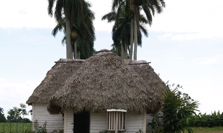 113 palmas reales, guardianes del museo campesino de Cabaiguán