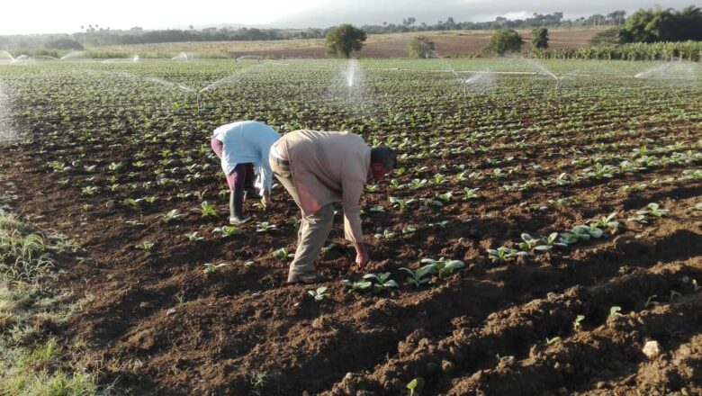 Inmersa CPA La Nueva Cuba en campaña tabacalera (+ Fotos)