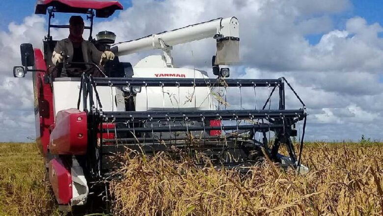 Arroceros espirituanos: A la caza del grano maduro