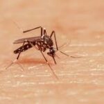 Aedes vitattus