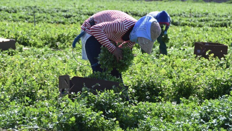 Dedicaron los cabaiguanenses Día Territorial de la Defensa a la producción de alimentos y la higienización del municipio