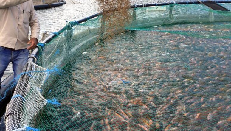 Recuperan alrededor de 20 hectáreas de ceba de peces en la granja Boquerones