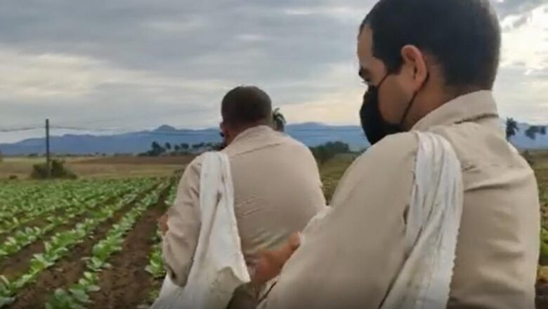 Residuos cañeros fertilizan áreas tabacaleras de Cabaiguán (+ Video)