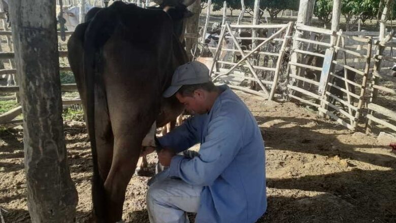 Sancti Spíritus: Un joven vanguardia desde el surco (+fotos)