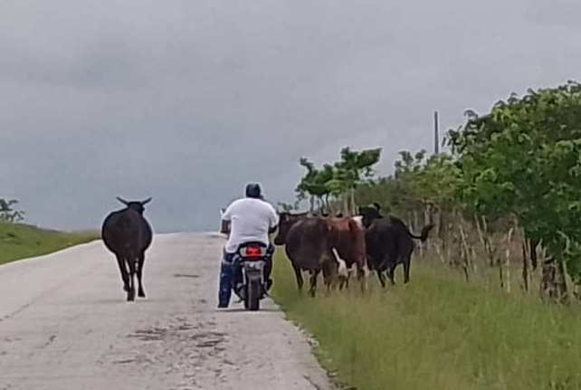 Cambio caballo por motorina