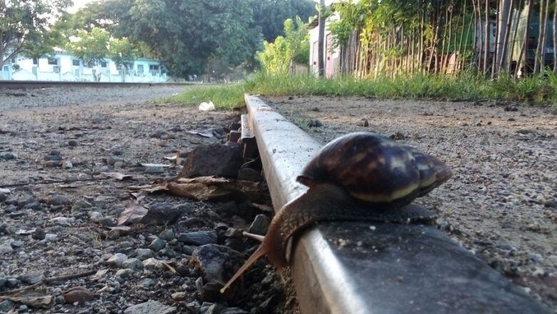 Caracol sobre rieles