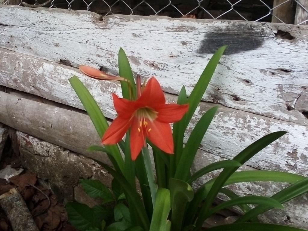 foto de hoy flor