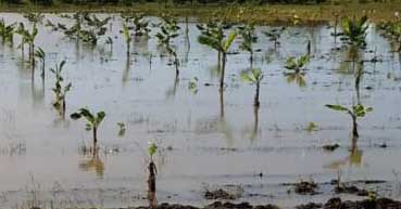 Pese a ligeras afectaciones, lluvias beneficiarán a agricultura espirituana