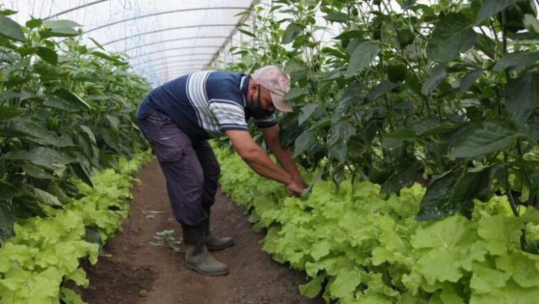 Movimiento de la Agricultura Urbana se consolida en Sancti Spíritus