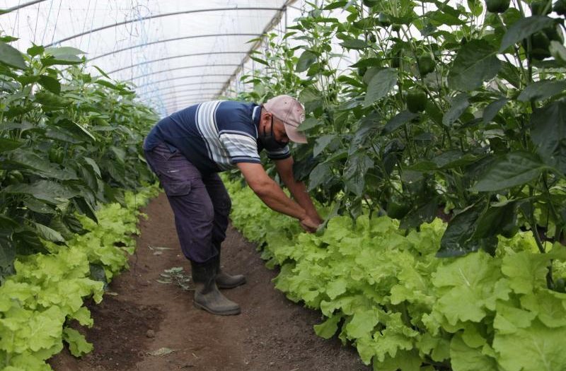 vegetales y hortalizas en sancti spiritus 1 foto oas 800x525 1