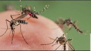 Enjambre de mosquitos e indisciplinas