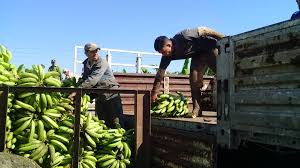 Comercialización de productos agropecuarios, tema pendiente de las entidades estatales en Cabaiguán (+ Audio)