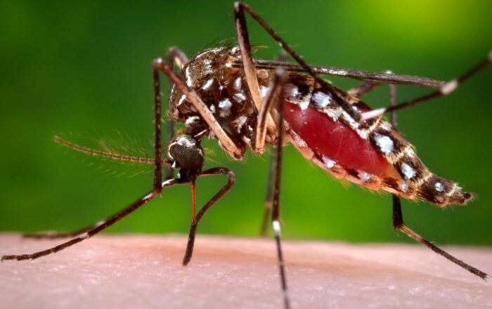 Refuerzan en Cabaiguán tratamiento contra el mosquito Aedes aegypti