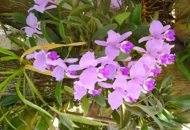 Orquídeas de Cabaiguán