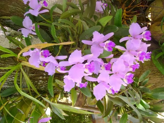 orquídeas