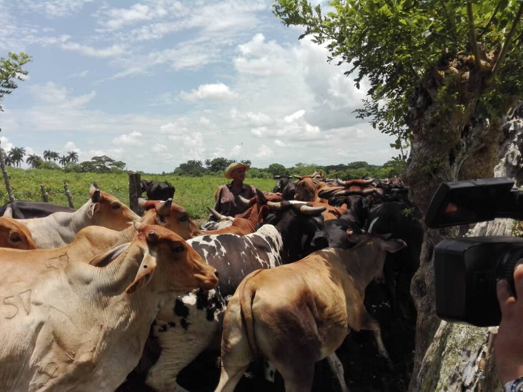 ganaderia cabaiguan 10