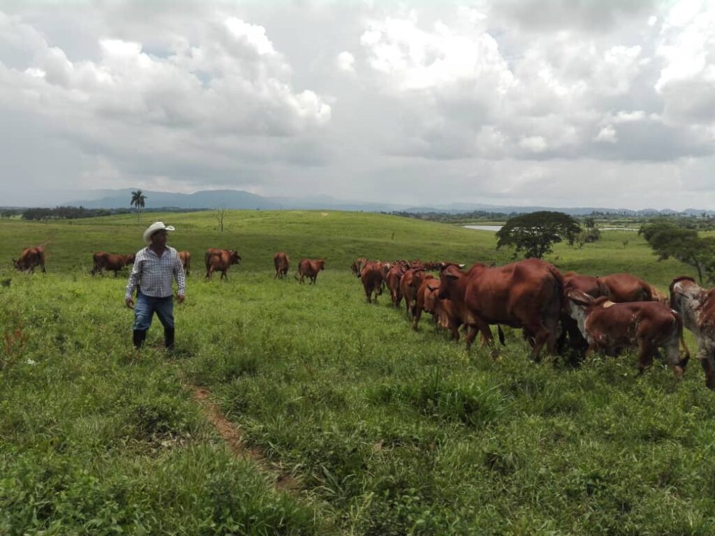 ganaderia cabaiguan 2