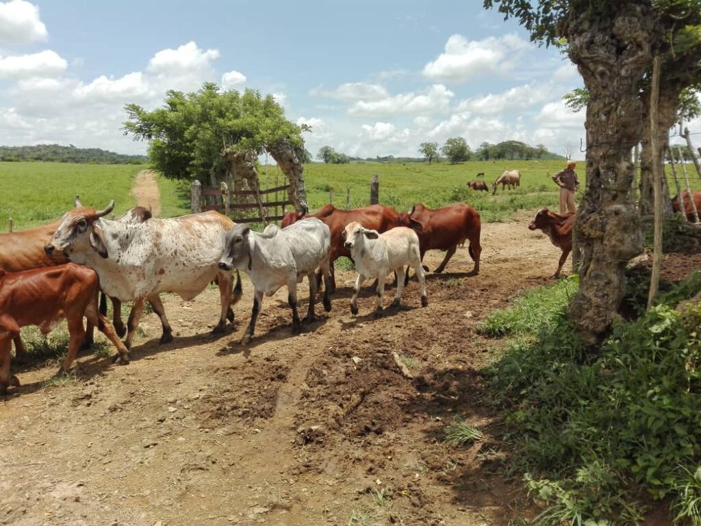 ganaderia cabaiguan 3