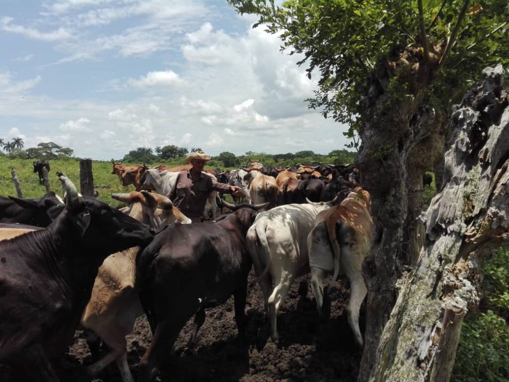 ganaderia cabaiguan 3 2