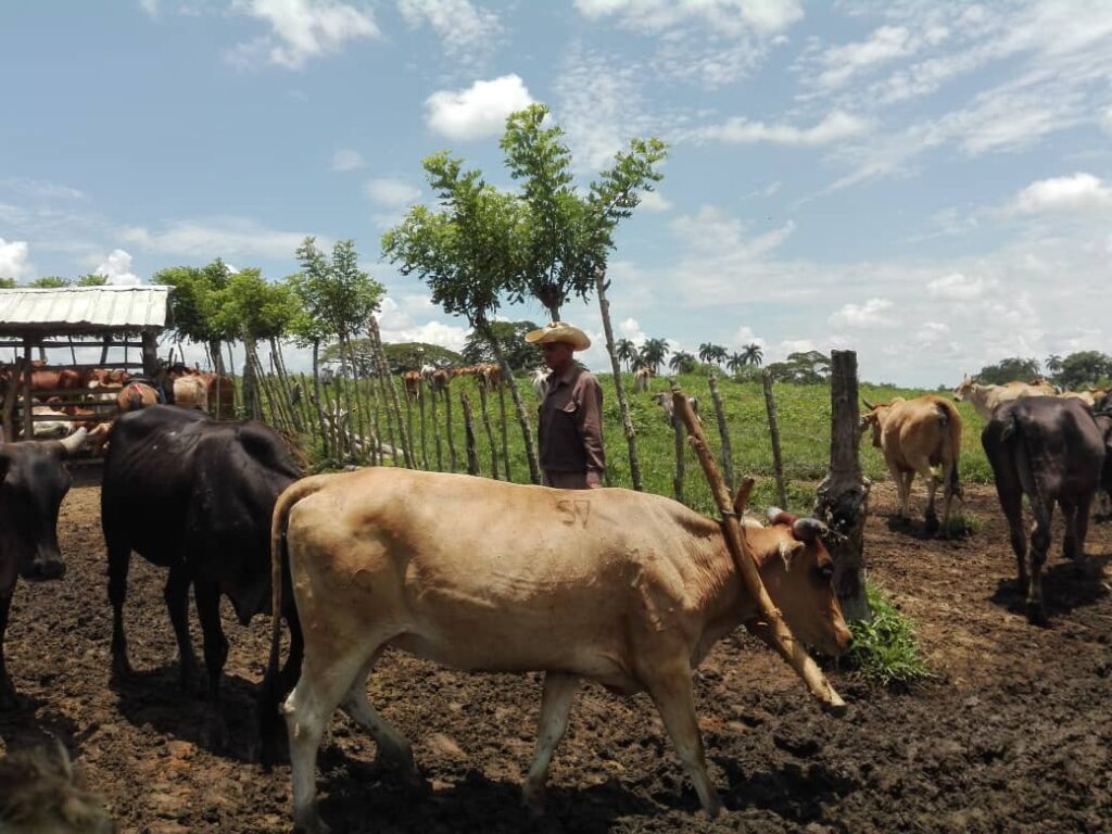 ganaderia cabaiguan 4