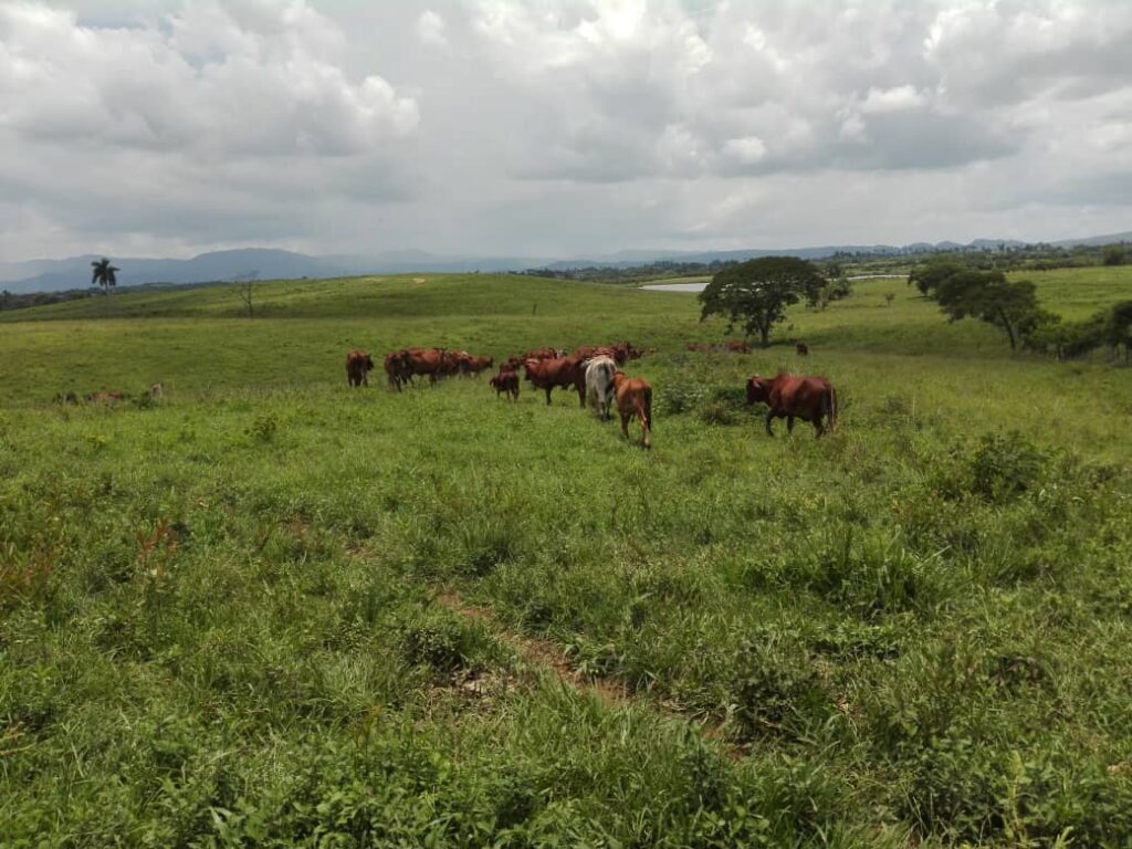 ganaderia cabaiguan 5