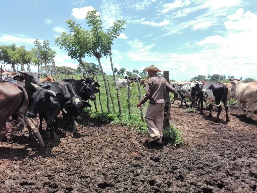 ganaderia cabaiguan 6