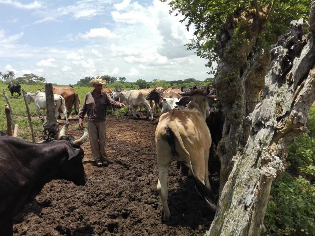 ganaderia cabaiguan 8