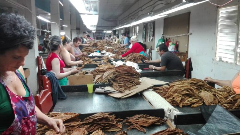 Mujeres con aroma de tabaco en Cabaiguán (+ Audio y Fotos)