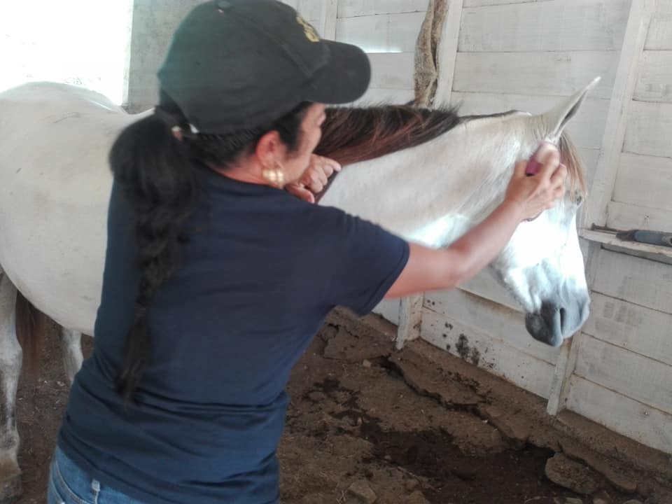 2 mujer rural 2 trata equino