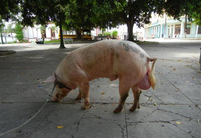 Cabaiguán el pueblo de los Verracos