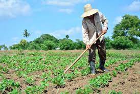 Cabaiguán se convierte en epicentro del cultivo de la col en la provincia espirituana (Foto + Audio)