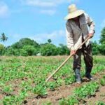 Trabas a la implementación de las 63 medidas aprobada por el Ministerio de la Agricultura de Cuba.