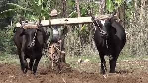 Conminan a sacar mayor provecho a la tierra en Cabaiguán (+ Video)