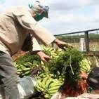 campesinos de Cabaiguán