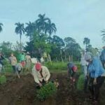 Inicio en Cabaiguán siembra de tomate correspondiente campaña de frío