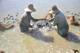 Cría intensiva de peces en Cabaiguán (+ Audio)