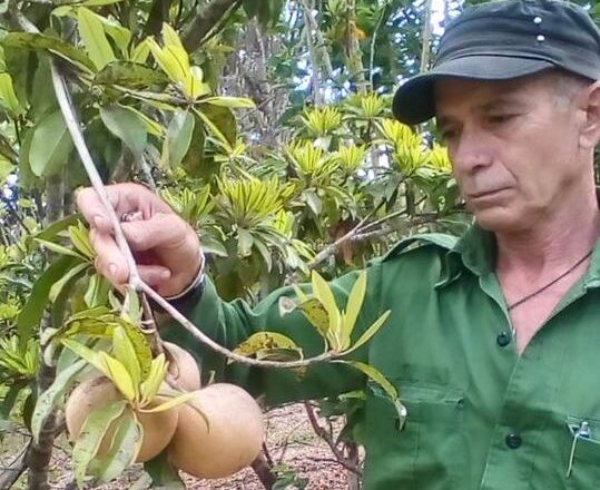 Marcelo, el enamorado de “El Guayabal”