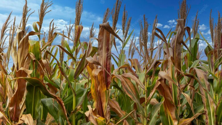 Impulsan plantación de alimento animal en Cabaiguán (Audio)