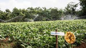 Campesinos de Cabaiguán llevan la ciencia al surco mediante técnicas agroecológicas (+ Audio)