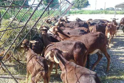 Los agropecuarios de Cabaiguán se proponen  incrementar producción de proteína animal
