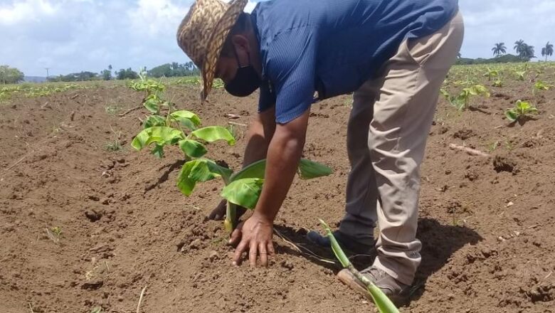 Cabaiguán en el Día Mundial de la Agricultura (+ Audio)