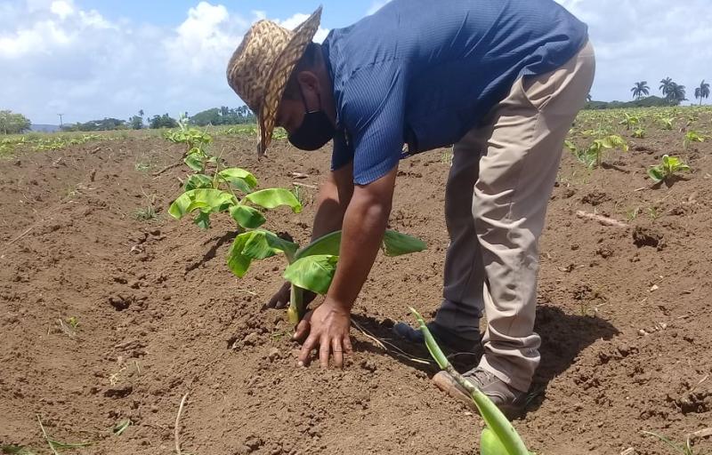 2 dia mundial agricultura cabaiguan