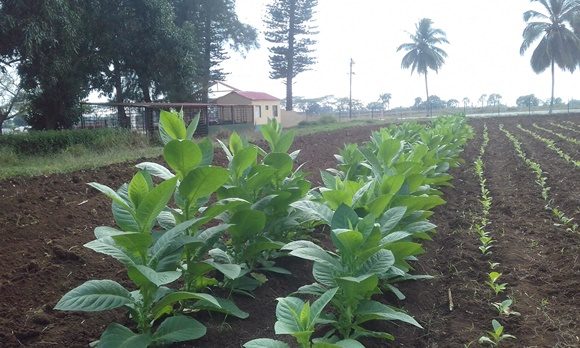 3 Con 103 trabajadores y unas 48 hectareas dedicadas al estudio y exp3 erimentacion del cultivo la UEB se ha convertido en centro de obligada consulta 580x348 1