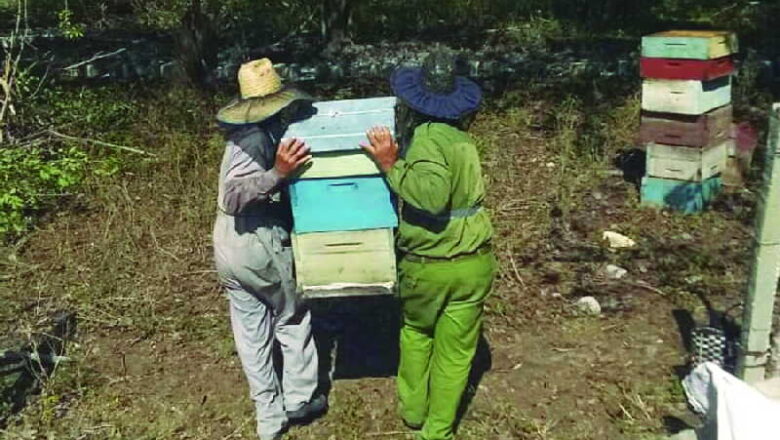 Apicultores de Sancti Spíritus se juegan la última carta en el cuatrimestre final