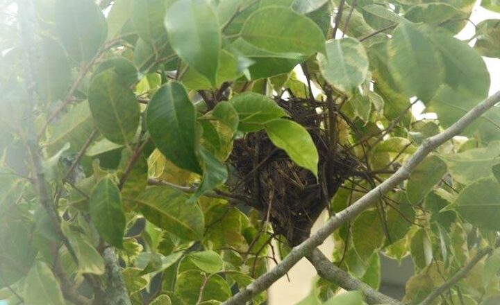 El nido del colibrí