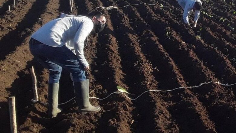 Aporta joven investigador cabaiguanense al desarrollo del cultivo del tabaco (+ Audio)