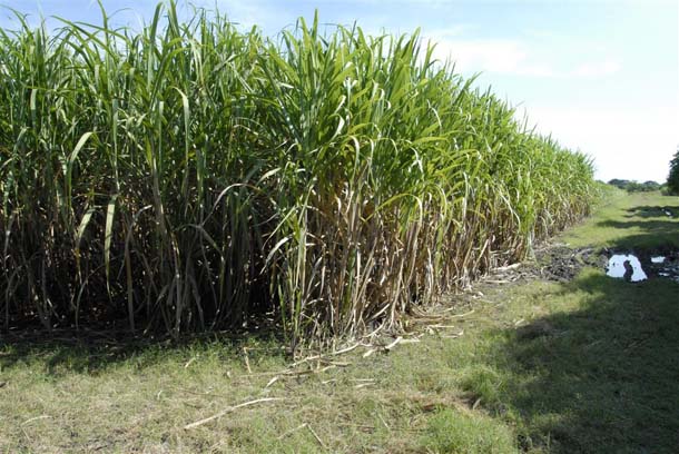 Contribuirá Estación Experimental de la Caña de Azúcar a la sostenibilidad alimentaria de Cabaiguán